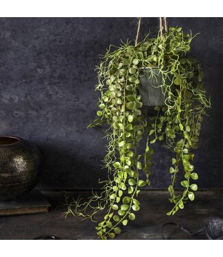 Abigail Ahern ARTIFICIAL ANGEL HOYA PLANT IN POT