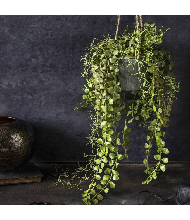 Abigail Ahern ARTIFICIAL ANGEL HOYA PLANT IN POT