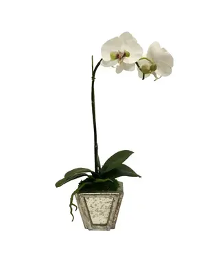 Artificial White & Green Orchid-Sm Container Antique Silver Mirror