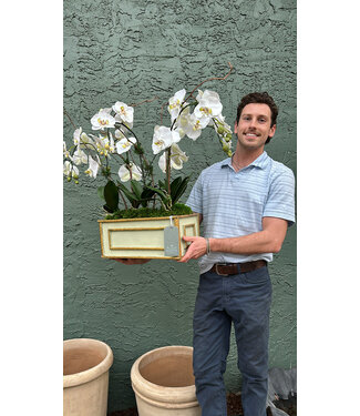 Artificial White and Green Orchid-Wooden Md Reet Container