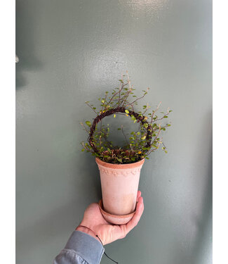 berg Københavner RAW Tall Rosa 10cm Planted with topiary