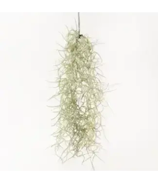Tillandsia Usneoides Air Plant (Live Spanish Moss) - Small