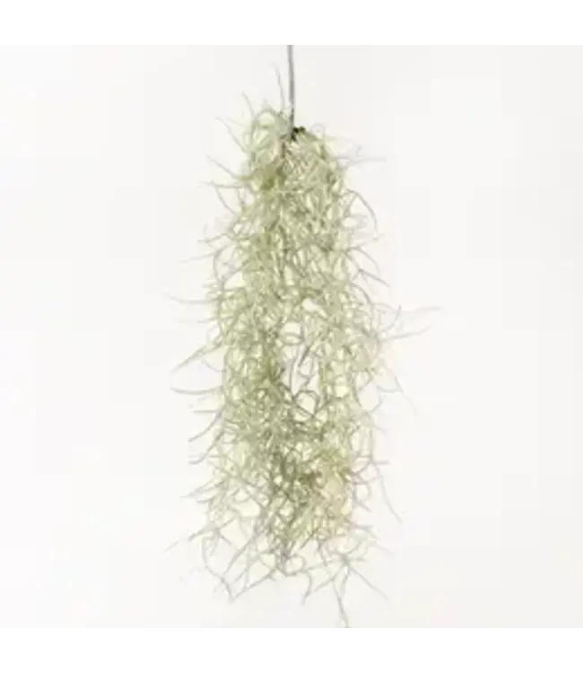 Tillandsia Usneoides Air Plant (Live Spanish Moss) - Small