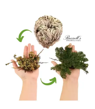 Resurrection Plant Single