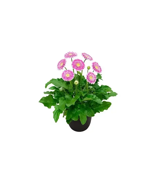 Gerbera 'Garvinea Sweet Asst 1G