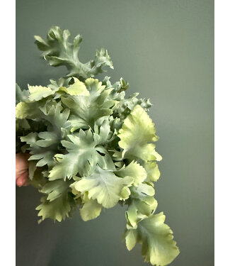 Davana Blue Star Fern 6"