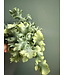 Davana Blue Star Fern 6"