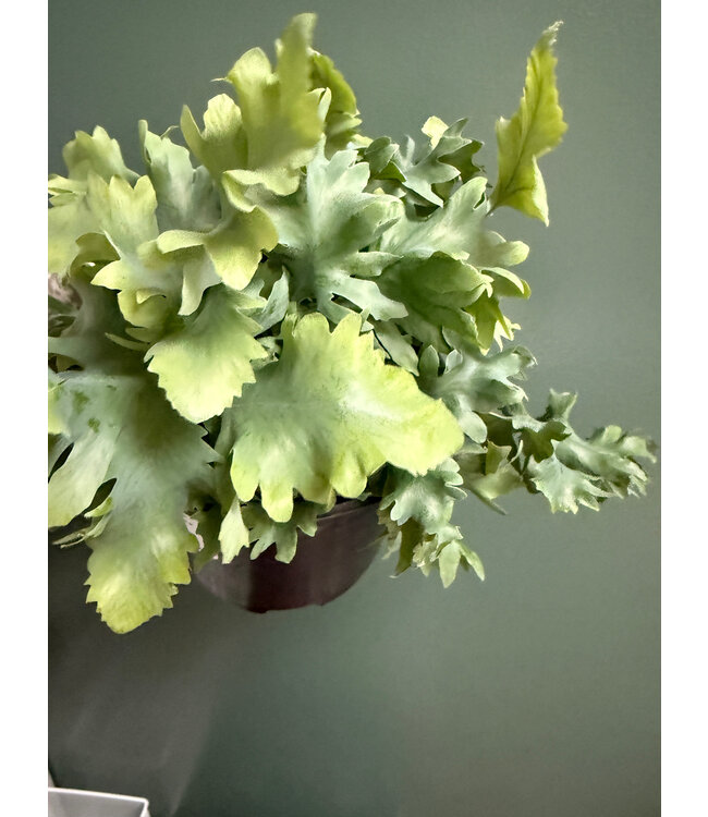 Davana Blue Star Fern 6"