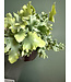 Davana Blue Star Fern 6"