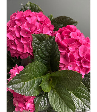 Hydrangea Multi Bloom 6.5"