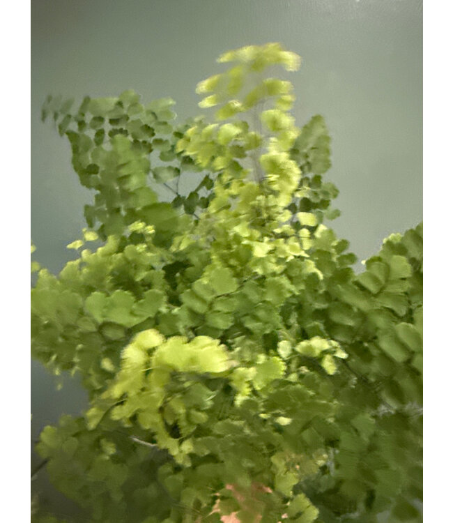 Fern Maidenhair 6"