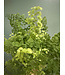 Fern Maidenhair 6" Asst