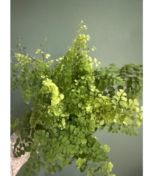 Fern Maidenhair 6" Asst