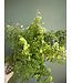 Fern Maidenhair 6" Asst