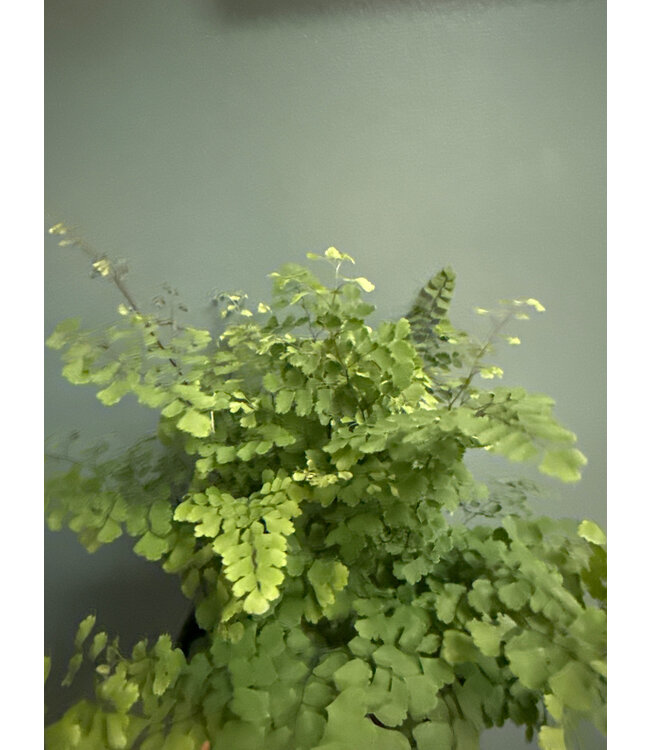 Fern Maidenhair 6" Asst