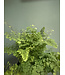Fern Maidenhair 6" Asst
