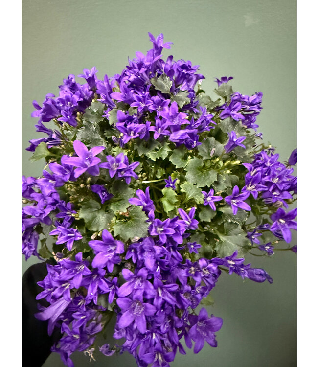 The Plant Shoppe Campanula 4"