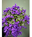 The Plant Shoppe Campanula 4"