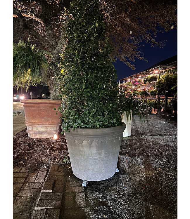 Berg Flora RAW Rosa 70 cm Pot