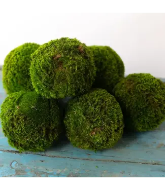 Preserved Moss Ball 4"