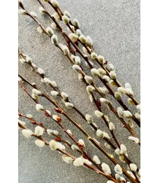FCS Pussy Willow 2' long
