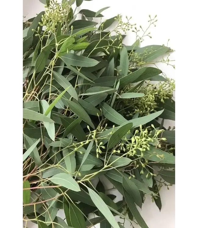 FCS Eucalyptus Green Seeded Bunch 3-5 stems
