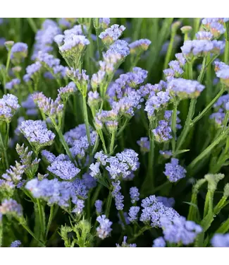 FCS Statice Light Blue Bunch
