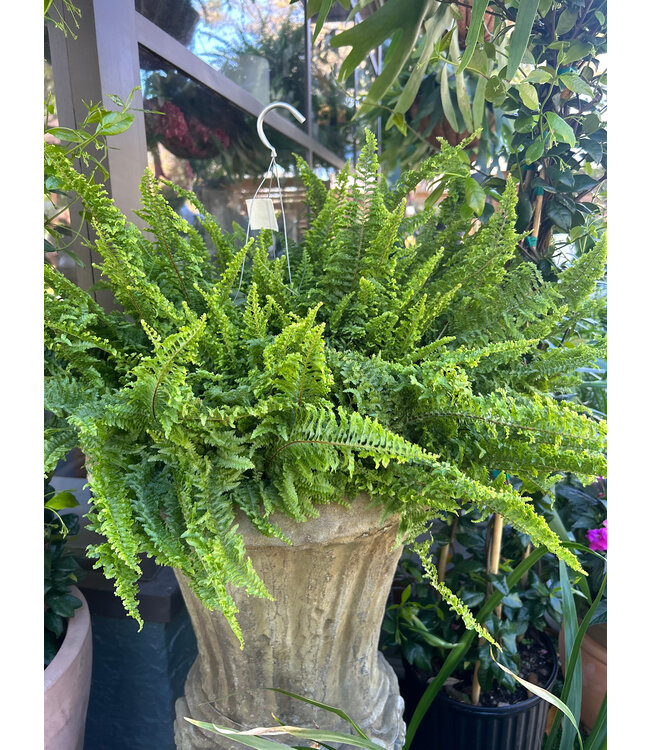 The Plant Shoppe Fern Fluffy Ruffle 10" Hanging Basket