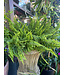 The Plant Shoppe Fern Fluffy Ruffle 10" Hanging Basket