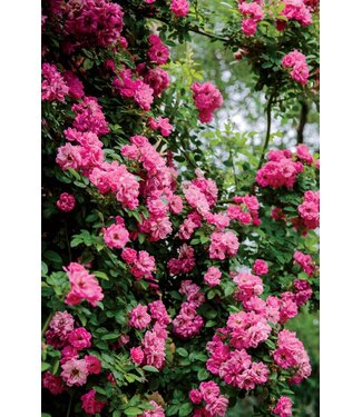 Rose 'Peggy Martin' 3G