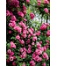 Rose 'Peggy Martin' 3G