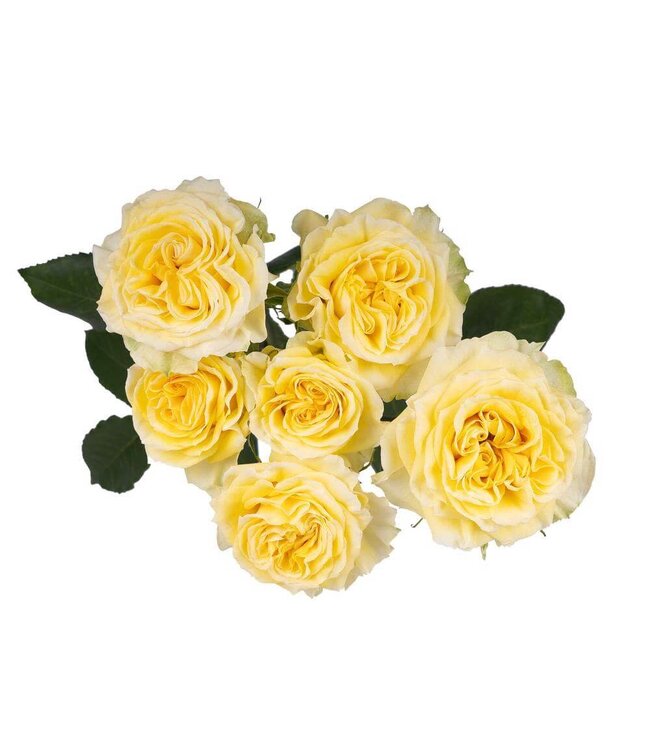 FCS - Garden Rose Spray Yellow Fibonacci Gioconda Bunch