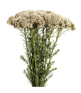 FCS - Riceflower White Victoria