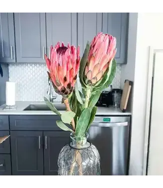 Fresh Protea Flowers - Pink Blooms
