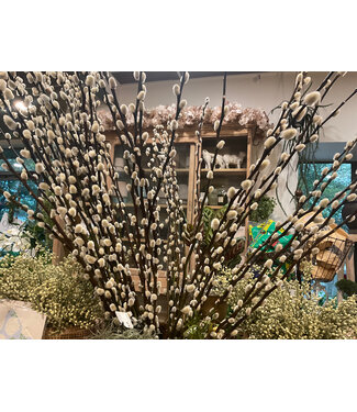 FCS - pussy willow stem