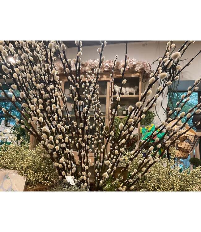 FCS - pussy willow stem