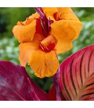 Canna Durban Bareroot