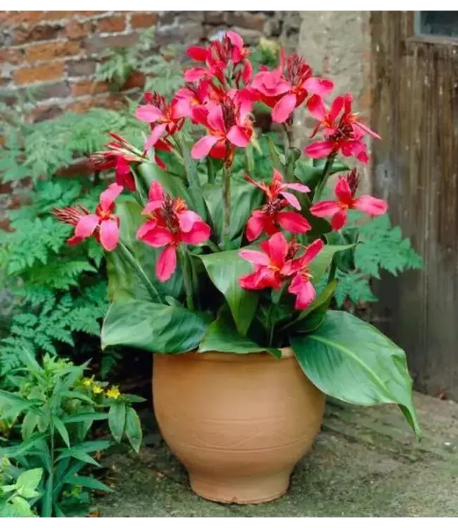 Canna Pink and Roses Bareroot