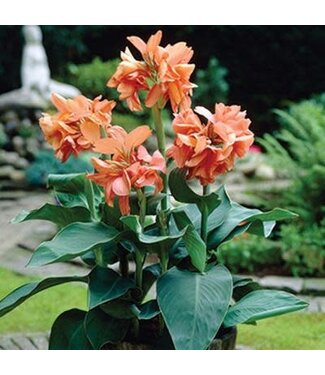 Canna Tropical Sunrise