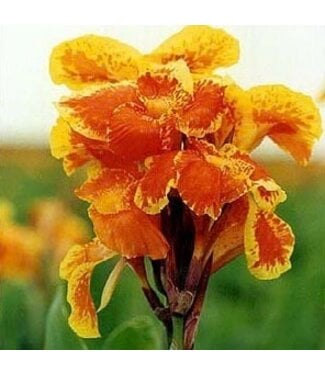 Canna Yellow King Humbert bundle of 5 Bare Root Rhizomes