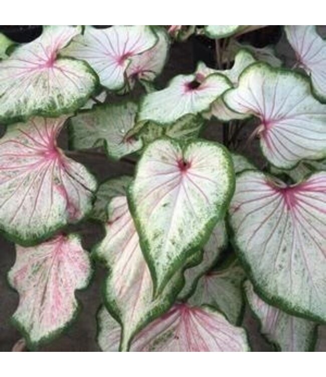 Caladium Pearl Blush #1