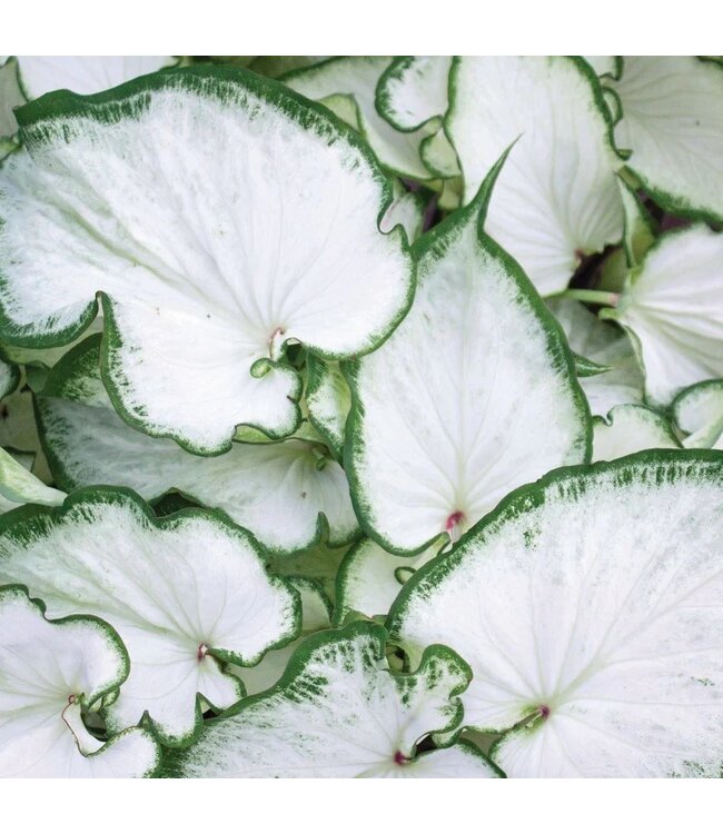 Caladium Icicle #1