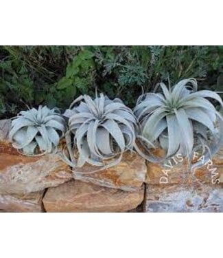 The Plant Shoppe Tillandsia Xerographica, Large (Air Plant)