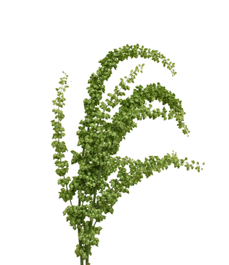 FCS Rumex Amaranthus Unicorn Single