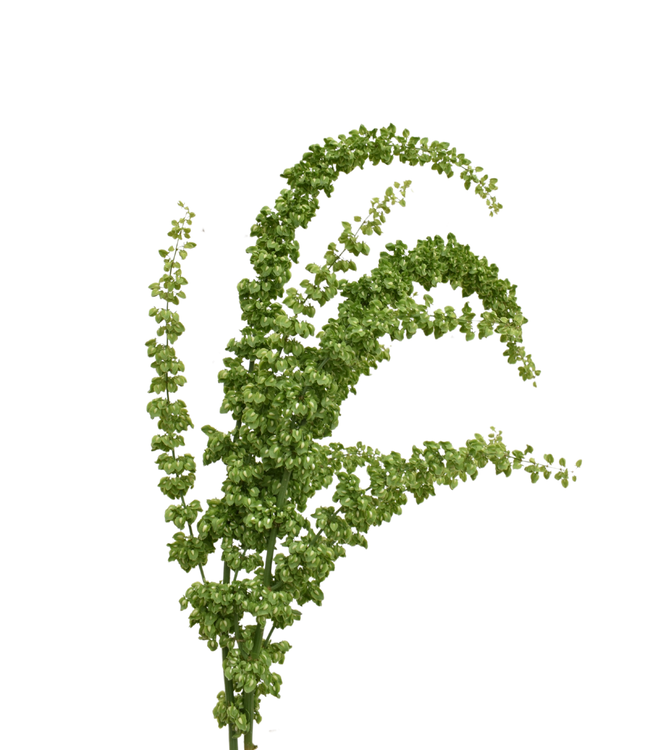 FCS Rumex Amaranthus Unicorn Single