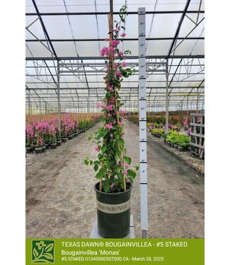 Bougainvillea Texas Dawn Stake Vine 5G