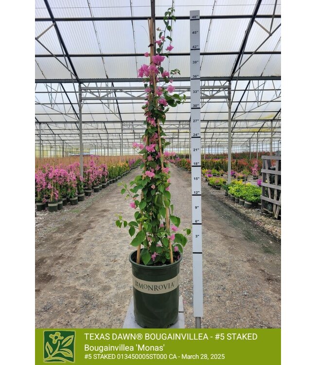 Bougainvillea Texas Dawn Stake Vine 5G