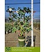 Camellia Silver Waves #5 Espalier 5G