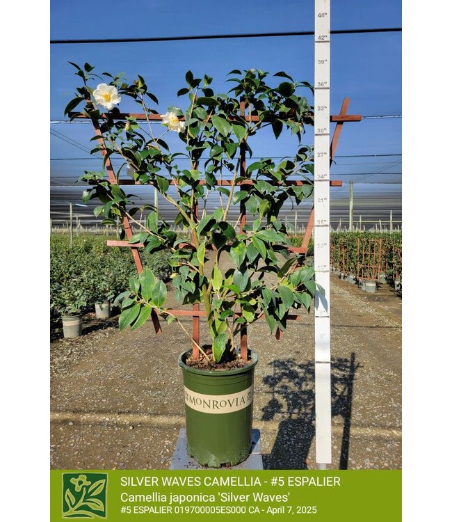 Camellia Silver Waves #5 Espalier 5G
