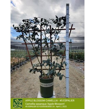 Camellia Apple Blossom #5 Espalier 5G (Prime)